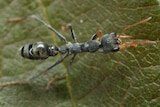 Picture of a black ant with orange pincers.