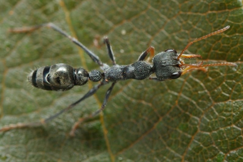 Picture of a black ant with orange pincers