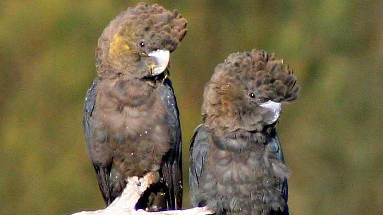 glossy black cockatoos