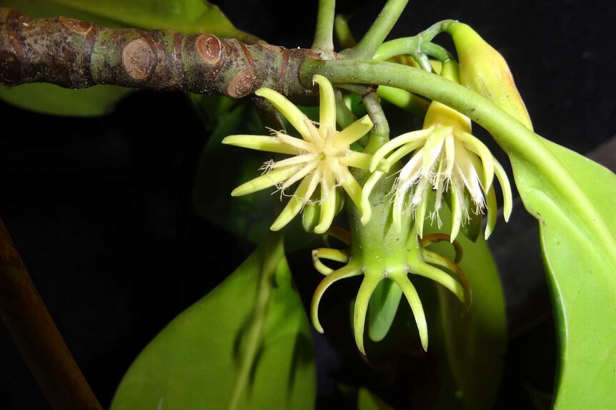 A close up photograph of the haines orange mangrove's distinctive flowers.
