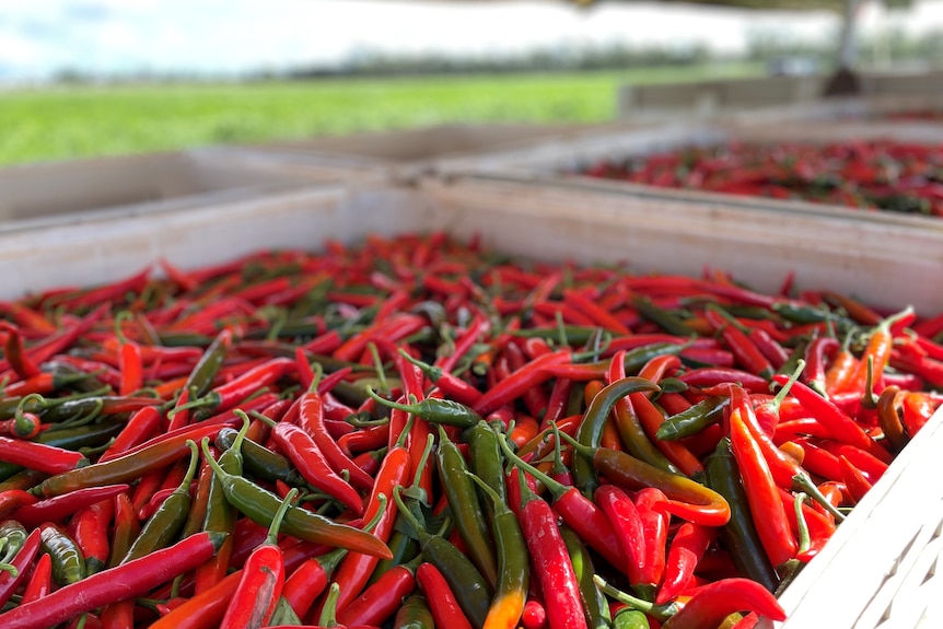 Red chillis in a plastic box.