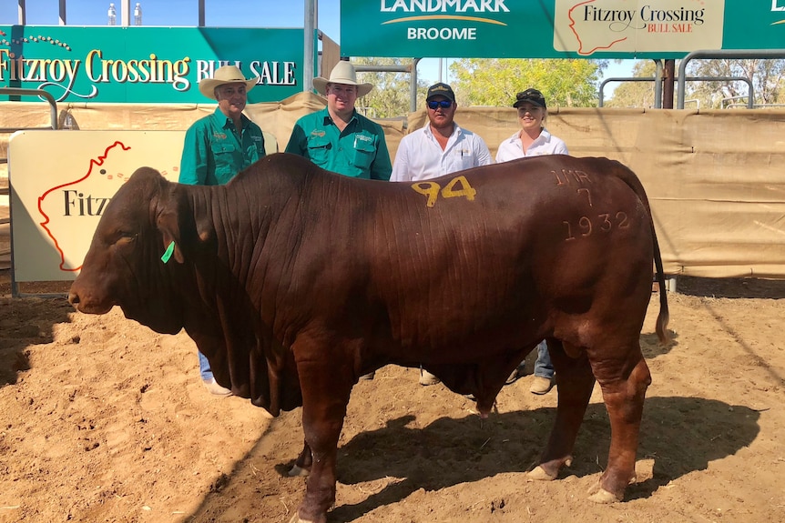 Three men and one woman standing behind bull