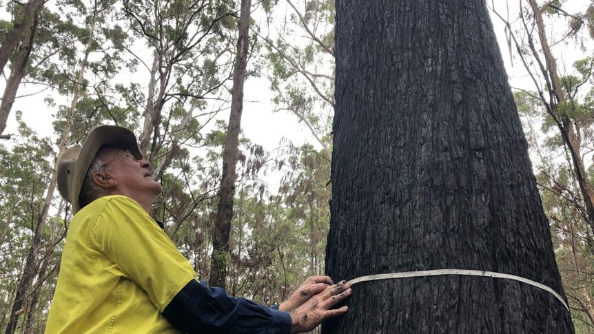 A man in a high-vis shirt looks up a tree while measuring it's burnt trunk with a measuring tape.