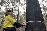 A man in a high-vis shirt looks up a tree while measuring it's burnt trunk with a measuring tape.