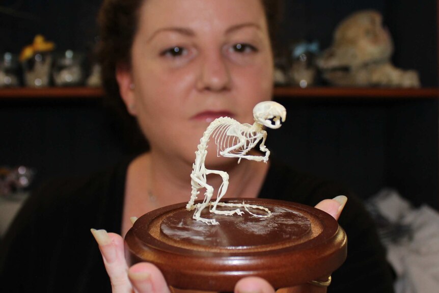Debra Cook, co-founder of the Gympie Bone Museum, holding up a mouse skeleton.