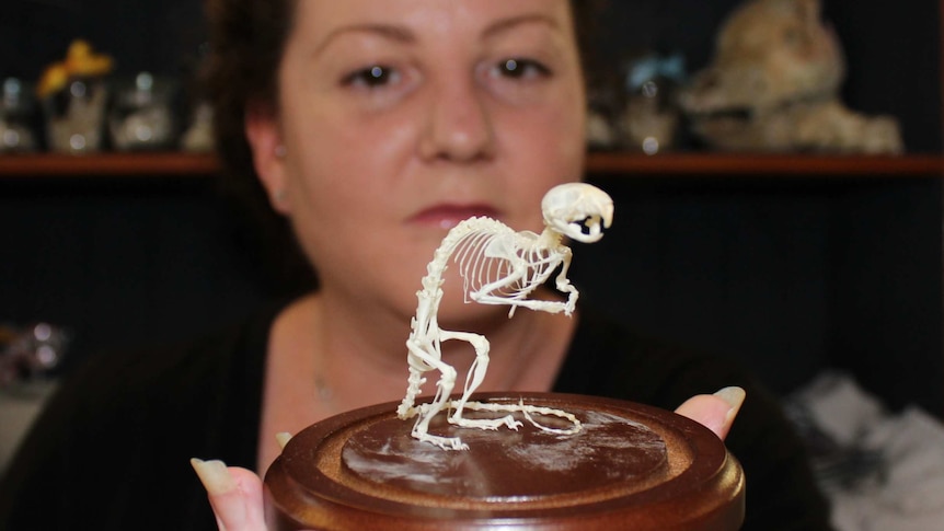Debra Cook, co-founder of the Gympie Bone Museum, holding up a mouse skeleton.