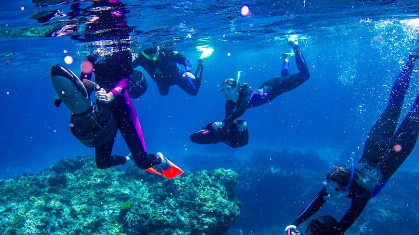 Divers amongst coral spawn