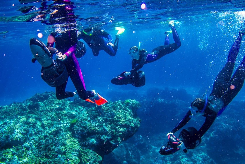 Divers amongst coral spawn