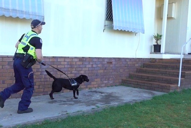 A police officer and police dog take part in a raid on a house in Manjimup.