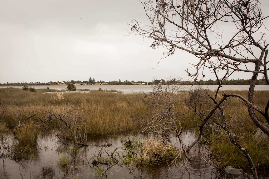 Lake Richmond in Rockingham is home to an array of wildlife