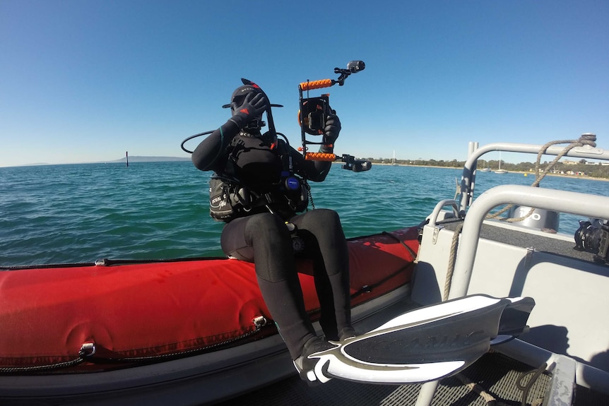 A researcher in a full wetsuit and diving mask and flippers falls back into the water at Port Phillip Bay.