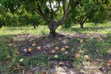 Ripe mangoes on the ground under a mango tree