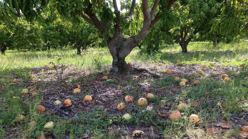 Ripe mangoes on the ground under a mango tree