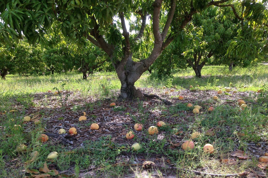 Ripe mangoes on the ground under a mango tree