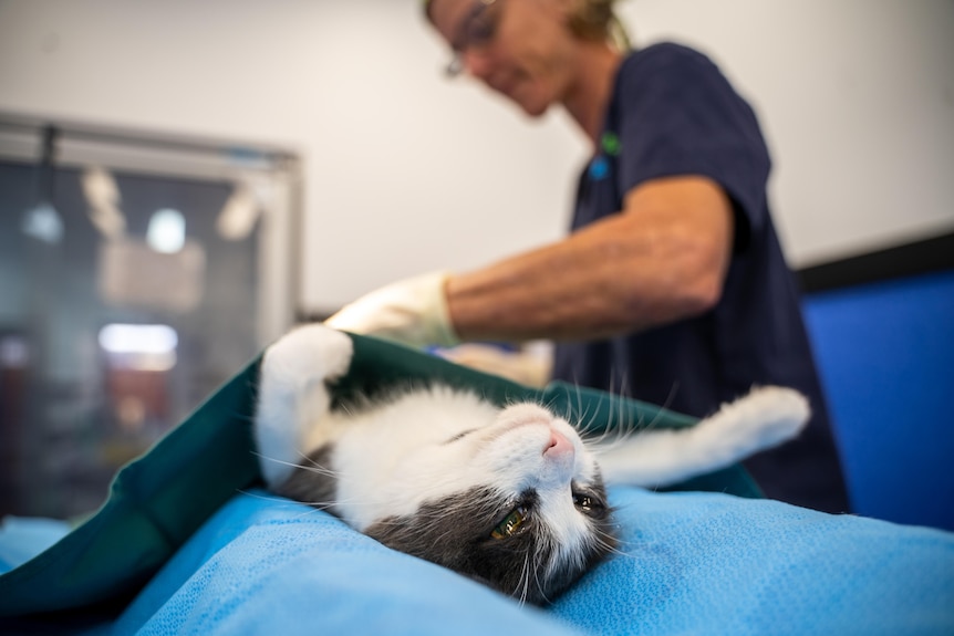 A black and white cat lies upside down in a surgical room as a vet performs an operation behind a cover.