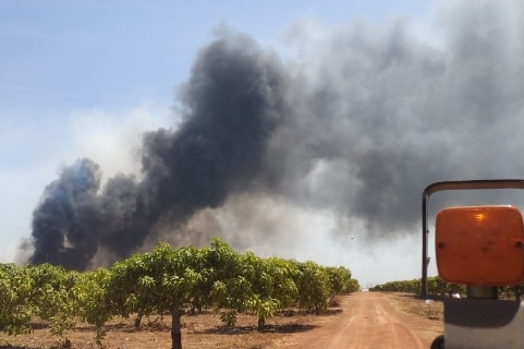 Large plume of smoke overhead of mango trees.