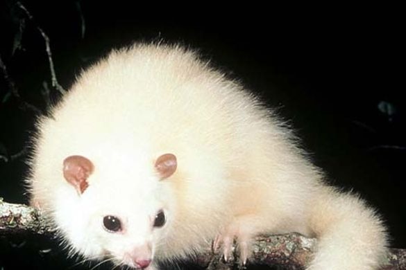 A white lemuroid possum
