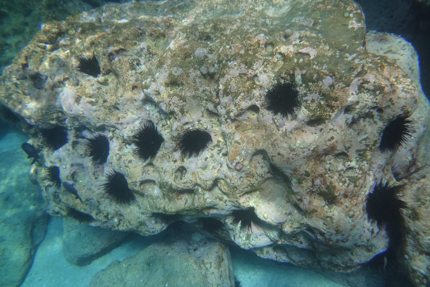 Urchins scrape at the rock to make perfect holes for themselves