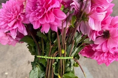 A bunch of pink flowers held together by a green and gold rubber band.
