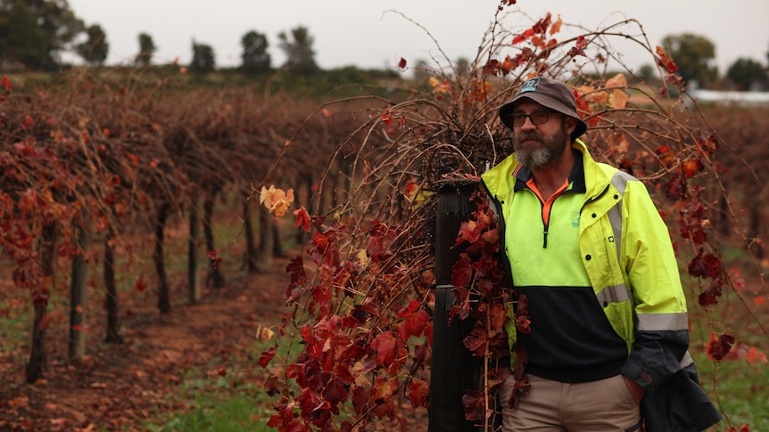 A man with a high viz jacket leans on a post on a row of winegrapes, looking to the left of camera.