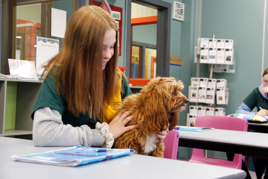 A student holding a therapy dog in class
