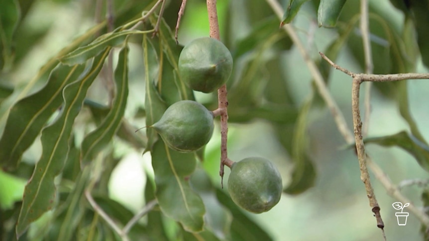 Branch on tree with long green leaves and large green nuts on branches