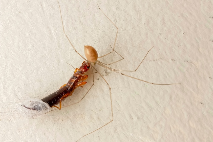 Daddy long legs trapping an ear wig