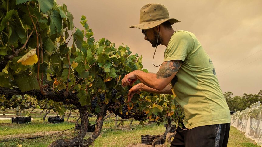 Man picking grapes with smoke haze in the background