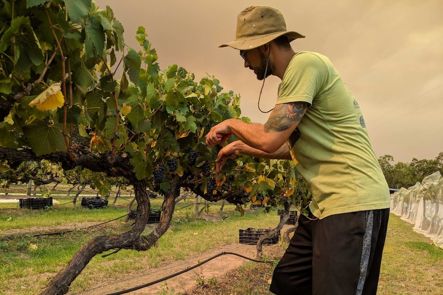 Man picking grapes with smoke haze in the background