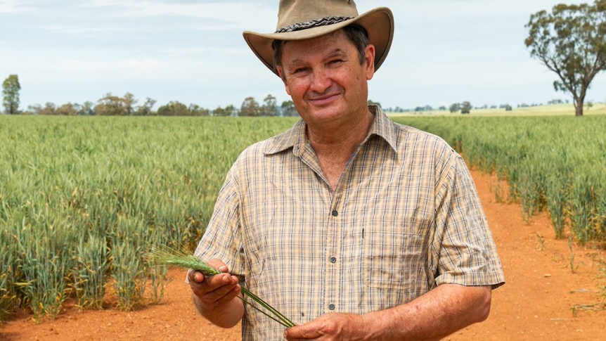 A farmer in a field of wheat holding a wheat stalk