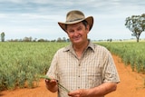 A farmer in a field of wheat holding a wheat stalk