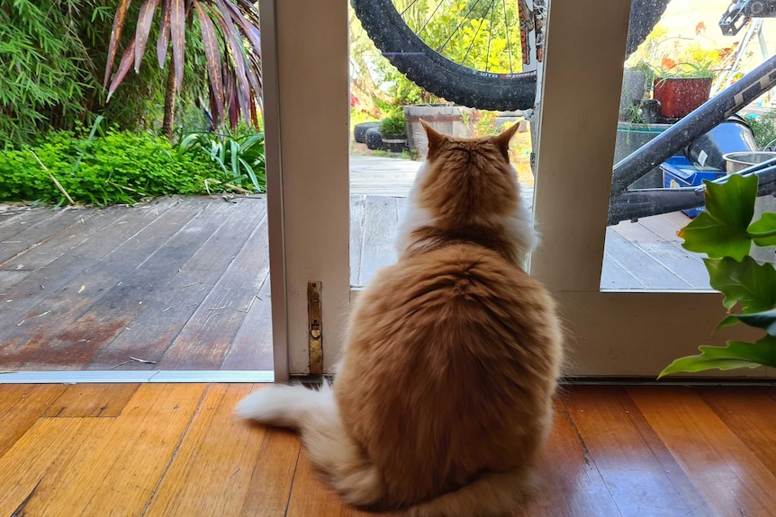 A fluffy orange and white cat sits next to an open door looking outside, in a story about keeping indoor cats happy and healthy.