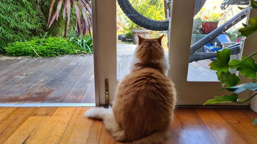 A fluffy orange and white cat sits next to an open door looking outside, in a story about keeping indoor cats happy and healthy.