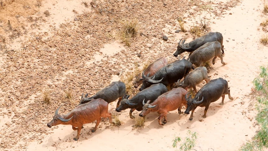 An aerial shot of a herd of buffalo walking through the desert.