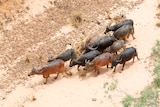 An aerial shot of a herd of buffalo walking through the desert.