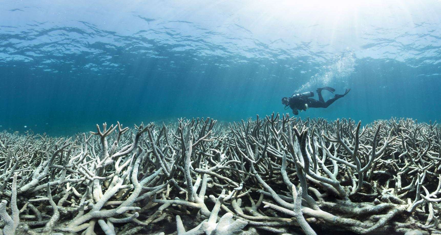 50 Reefs: World-first Global Plan Says Only 10 Pc Of Coral Reefs Can Be ...