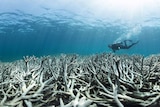 Severe bleaching has changed the ecology on the Great Barrier Reef