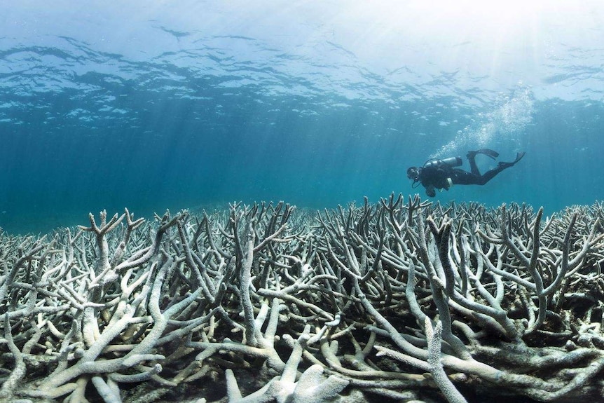 A diver swims over bleached coral.