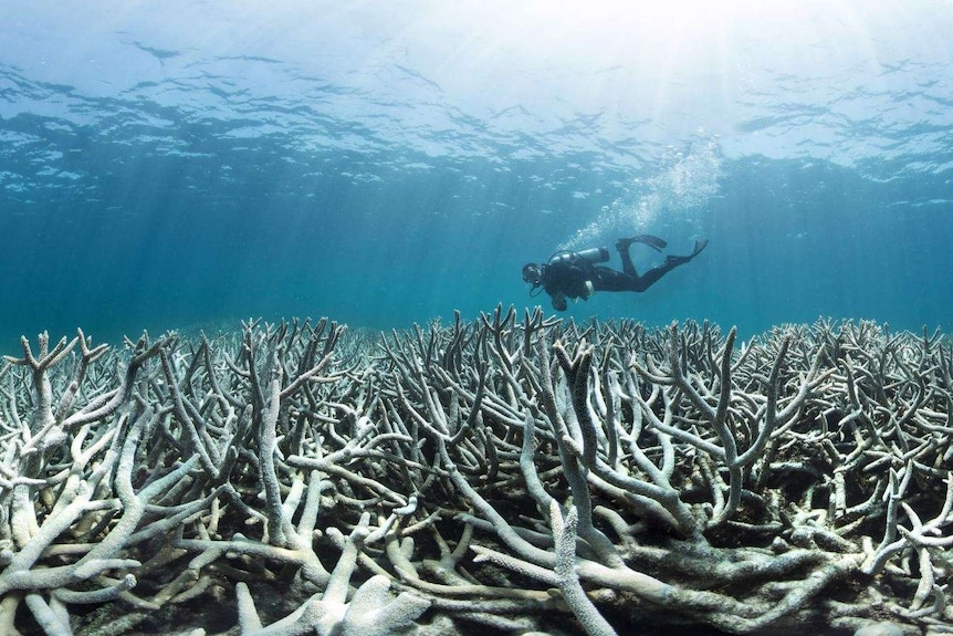 A swimmer surveys coral bleaching.