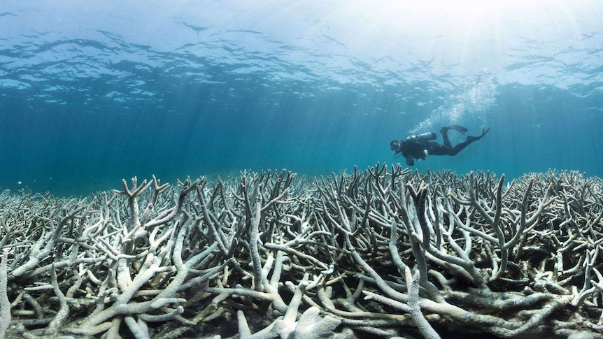 A scuba diver moves in the ocean over a row of bleached coral