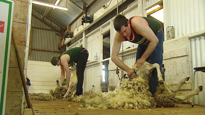 Two shearers at work in South Australia, September 2008