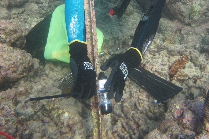 diver with star picket