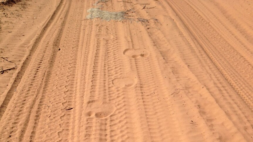 Simpson Desert camel footprints in August 2013