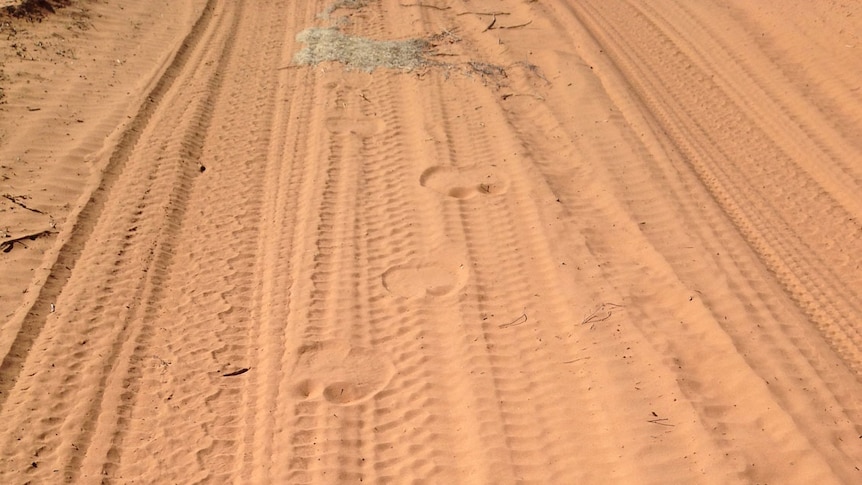 Simpson Desert camel footprints in August 2013