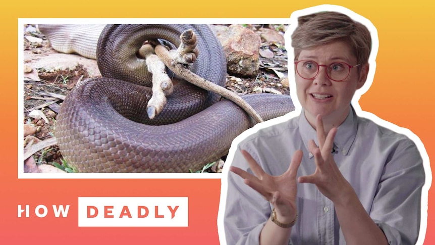 a woman looks perplexed by a huge snake swallowing a whole kangaroo
