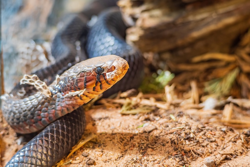 A brown snake sheds its skin