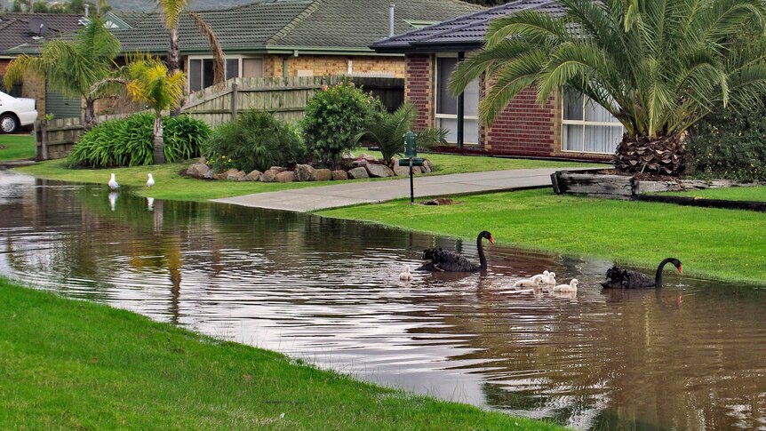 Black swans and their cygnets swim across a flooded street at Safety Beach.