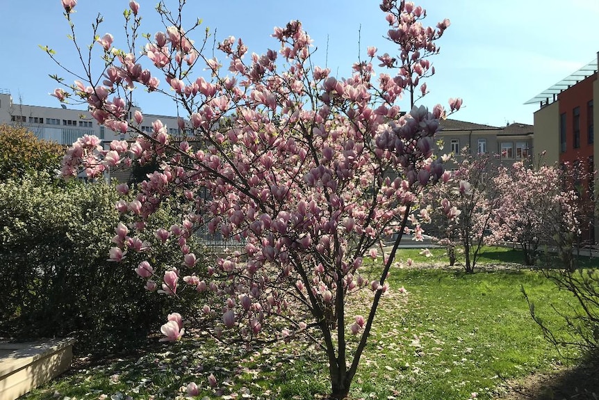 Spring flowers.