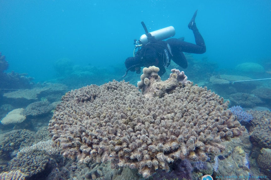 A scuba diver examines bleached and dying corals under the water.