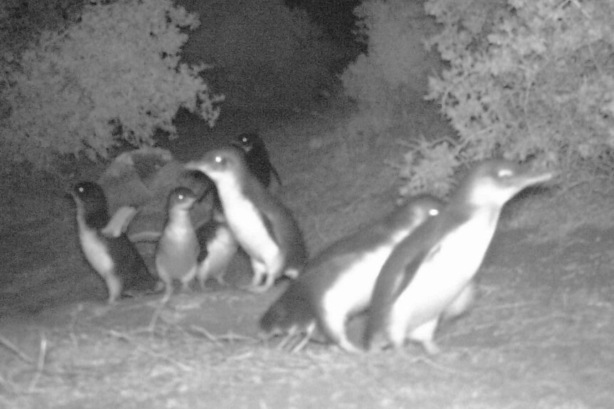 Infra red camera image of little penguins in their habitat